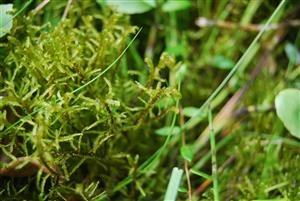 Hamatocaulis vernicosus