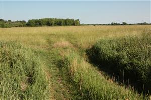 Martovce, alúvium starej Nitry