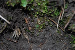 Mannia triandra na TMP5