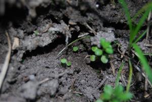 Mannia triandra na TMP9