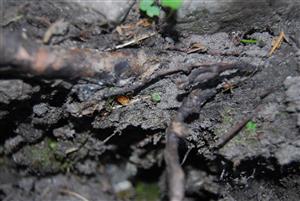 Mannia triandra na TMP10