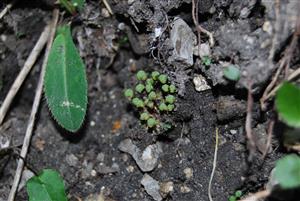 Mannia triandra na TMP11