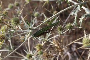 Mantis religiosa na TMP