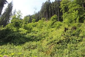 Výruby veľkých plôch lesa nad dolinou, kde boli zlikvidované i kríky starých zemolezov.