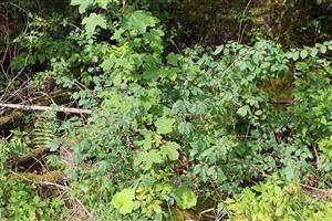 Lonicera nigra s požerkami lariev fuzáča zemolezového.