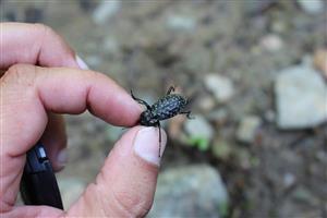Imágo Carabus variolosus
