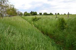 TML, stredná časť, zarastené koryto Scirpus sylvaticus