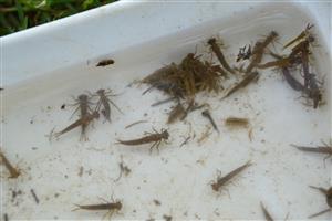 Coenagrion ornatum, larvy