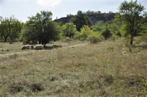 Pastva oviec na lokalite