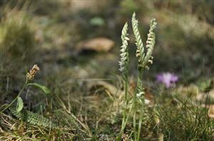 Spiranthes spiralis na lokalite v počte cca 15-20 jedincov. Výskyt sa viaže na najviac spasenú a predovšetkým kosenú časť plochy.