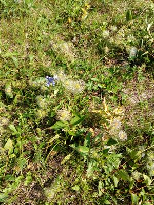 Porast Clematis integrifolia v kosenej časti plochy