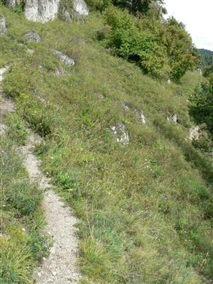 pohlad na biotop - pod turistickým chodníkom zo sedla medzi Velkým a Malým Skálím na vrchol P. Roháča
