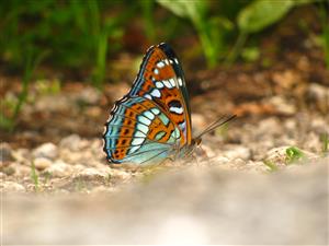 Limenitis populi