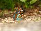 Limenitis populi