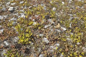 Detailný pohľad do porastu so Sedum album, S. sexangulare, Poa badensis.