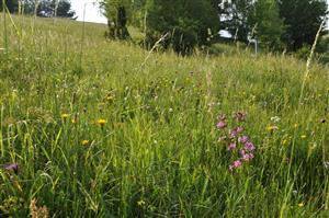 Detail porastu - pestrý porast so Steris viscaria