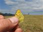 Colias myrmidone samec TML_ColiMyrm_008 