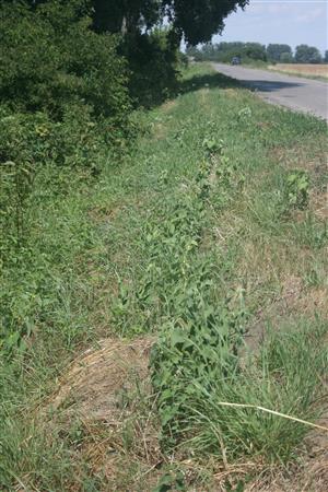 Trávnato-krovinná vegetácia s Aristolochia clematis, živnou rastlinou Zerynthia polyxena