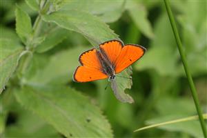 Samček Lycaena dispar na monitorovanej ploche pri Porube pod Vihorlatom