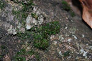 Dicranum viride na TMP12