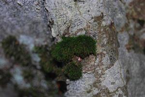 Dicranum viride na TMP4