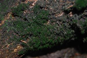 Dicranum viride na TMP14