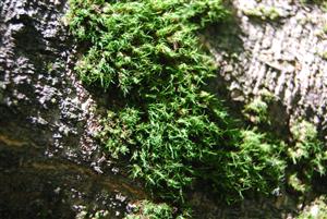 Dicranum viride na TMP10