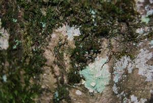 Dicranum viride na TMP5