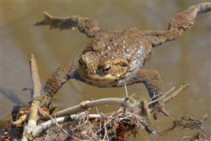 ropucha bradavičnatá Bufo bufo