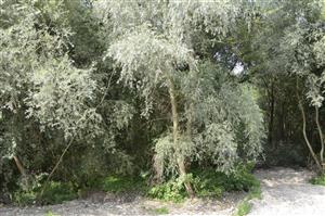 Salix elaeagnos pri Dubnickom štrkovisku.