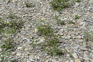 Persicaria lapathifolia subsp. brittingeri.