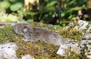 Microtus tatricus