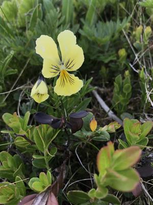 Viola lutea subsp. sudetica