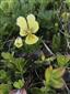 Viola lutea subsp. sudetica