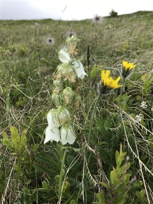 campanula alpina - albin