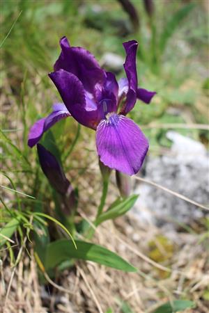 Iris aphylla subsp. hungarica_pohľad 