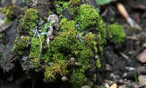Mannia triandra
