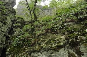 Andezitové skalné steny porastené štrbinovou vegetáciou s vysokým zastúpením machov