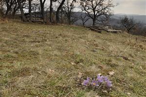 Plešovica - poniklec v biotope Tr5