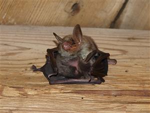 jedinec Myotis myotis z kolónie