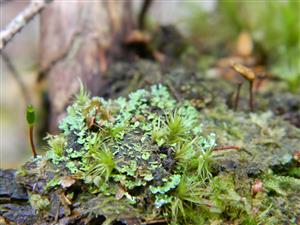 Buxbaumia viridis na lokalitě