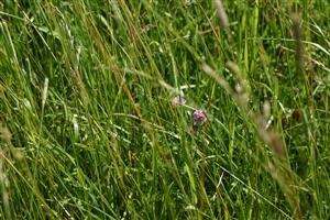 TML - štruktúra porastu