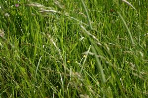 TML - druhová diverzita