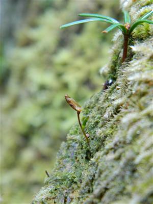 Buxbaumia viridis na lokalitě