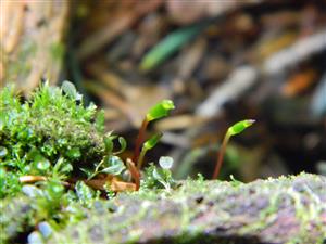 Buxbaumia viridis na lokalitě