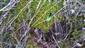 Himantoglossum adriaticum - listy