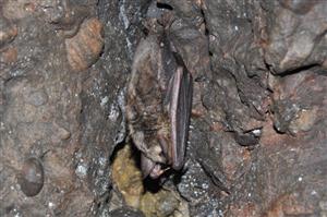 Myotis myotis