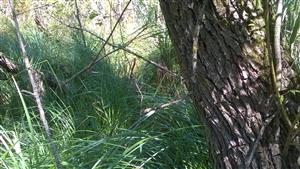 Apium repens