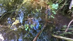 Apium repens