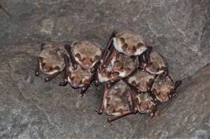 kolónia Myotis myotis